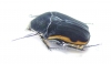 Atrichiana placida ssp.  South Africa Rep. - INSECTS-STORE.RU