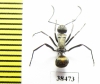 Formicidae sp.  Australia - INSECTS-STORE.RU