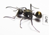 Formicidae sp.  Australia - INSECTS-STORE.RU