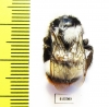 Bombus sp.  Turkey, Van prov. - INSECTS-STORE.RU