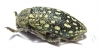 Julodis faldermanni  Armenia - INSECTS-STORE.RU