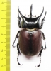 Beckius beccarii  Indonesia, Papua 62mm - INSECTS-STORE.RU