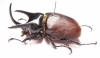 Beckius beccarii  Indonesia, Papua 62mm - INSECTS-STORE.RU