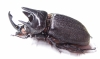 Heterogomphus flohri, male  Mexico 45mm - INSECTS-STORE.RU