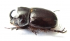 Dynastinae sp.  Indonesia, Java - INSECTS-STORE.RU