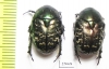 Protaetia karelini  Kazakhstan - INSECTS-STORE.RU