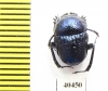 Gymnopleurus sp.  Tanzania - INSECTS-STORE.RU