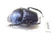 Gymnopleurus sp.  Tanzania - INSECTS-STORE.RU