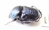 Gymnopleurus sp.  Tanzania - INSECTS-STORE.RU