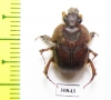 Bolboceratinae sp.  Peru - INSECTS-STORE.RU