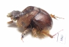 Bolboceratinae sp.  Peru - INSECTS-STORE.RU
