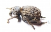 Brachycerus sp.  Zimbabwe - INSECTS-STORE.RU