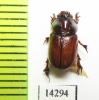 Orphninae sp.  Zambia - INSECTS-STORE.RU