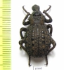 Brachyceridae sp.  Cote d'Ivoire - INSECTS-STORE.RU
