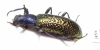 Tenebrionidae sp.  Guinee   - INSECTS-STORE.RU