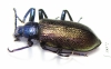 Metallonotus speciosus elegans  Guinee - INSECTS-STORE.RU