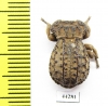 Tenebrionidae sp.  Zimbabwe - INSECTS-STORE.RU