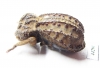 Tenebrionidae sp.  Zimbabwe - INSECTS-STORE.RU