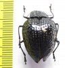 Erotylidae sp.  Peru - INSECTS-STORE.RU