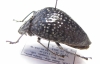 Erotylidae sp.  Peru - INSECTS-STORE.RU