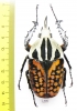 Mecynorhina oberthuri decorata  Tanzania  70mm - INSECTS-STORE.RU
