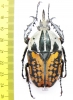 Mecynorhina oberthuri decorata  Tanzania  66mm - INSECTS-STORE.RU
