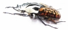 Mecynorhina oberthuri decorata  Tanzania  70mm - INSECTS-STORE.RU
