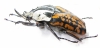 Mecynorhina oberthuri decorata  Tanzania  66mm - INSECTS-STORE.RU