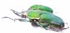 Mecynorhina torquata immaculicollis, pair  Cameroon  82mm - INSECTS-STORE.RU
