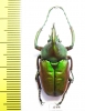Theodosia nobuyukii  Indonesia, Kalimantan 28mm - INSECTS-STORE.RU