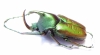 Theodosia nobuyukii  Indonesia, Kalimantan 28mm - INSECTS-STORE.RU