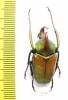Theodosia rodriguezi  Philippines 29mm - INSECTS-STORE.RU