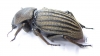 Phanerotomea sp.  Zimbabwe 44mm - INSECTS-STORE.RU