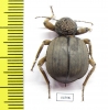 Tenebrionidae sp.  Zimbabwe - INSECTS-STORE.RU