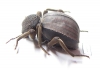 Tenebrionidae sp.  Zimbabwe - INSECTS-STORE.RU