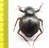 Psammodes sp.  Zimbabwe - INSECTS-STORE.RU