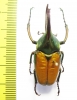 Theodosia viridiaurata  Malaysia, Borneo 41mm - INSECTS-STORE.RU