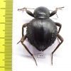Psammodes sp.  Zimbabwe - INSECTS-STORE.RU