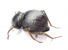 Psammodes sp.  Zimbabwe - INSECTS-STORE.RU