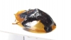 Chrysomelidae sp.  Cameroon - INSECTS-STORE.RU