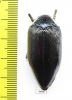 Sternocera orissa ssp.  Zimbabwe - INSECTS-STORE.RU