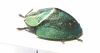 Chrysomelidae sp.  Peru - INSECTS-STORE.RU