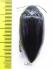 Sternocera orissa ssp.  Zimbabwe - INSECTS-STORE.RU