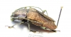 Pyrodes nitidus  Brasilia - INSECTS-STORE.RU