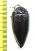Sternocera orissa ssp.  Zimbabwe - INSECTS-STORE.RU