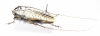 Deliathis quadritaeniator  Ecuador  41mm - INSECTS-STORE.RU