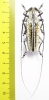 Deliathis quadritaeniator  Ecuador  41mm - INSECTS-STORE.RU