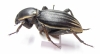 Phanerotomea guerini, male  Mozambique 50mm - INSECTS-STORE.RU