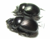 Dichotomius lycas  Brasilia - INSECTS-STORE.RU