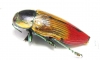 Temognatha variabilis  Australia - INSECTS-STORE.RU
